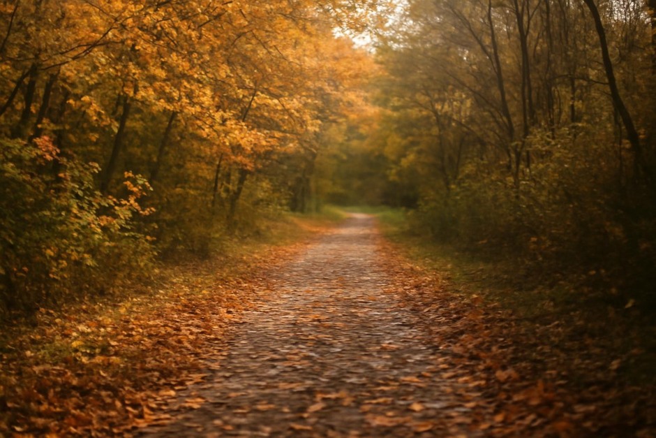 A quiet leaf-strewn path with soft afternoon light