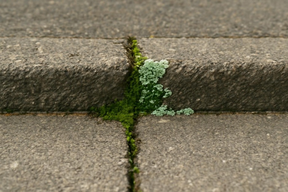 Close-up of a sidewalk crack with moss and lichen